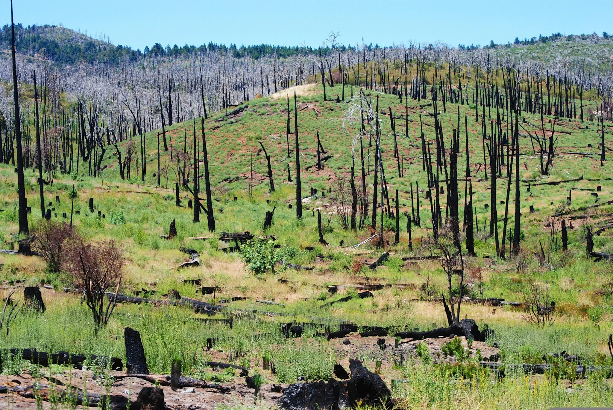 Remote Sensing for Deforestation Monitoring